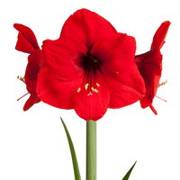 Gewachste XL-Amaryllis- Zwiebel, rote Blüte, Dekor 'Basic Red'