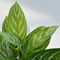 Aglaonema 'Stripes', Topf-Ø 17 cm, Höhe ca. 50 cm