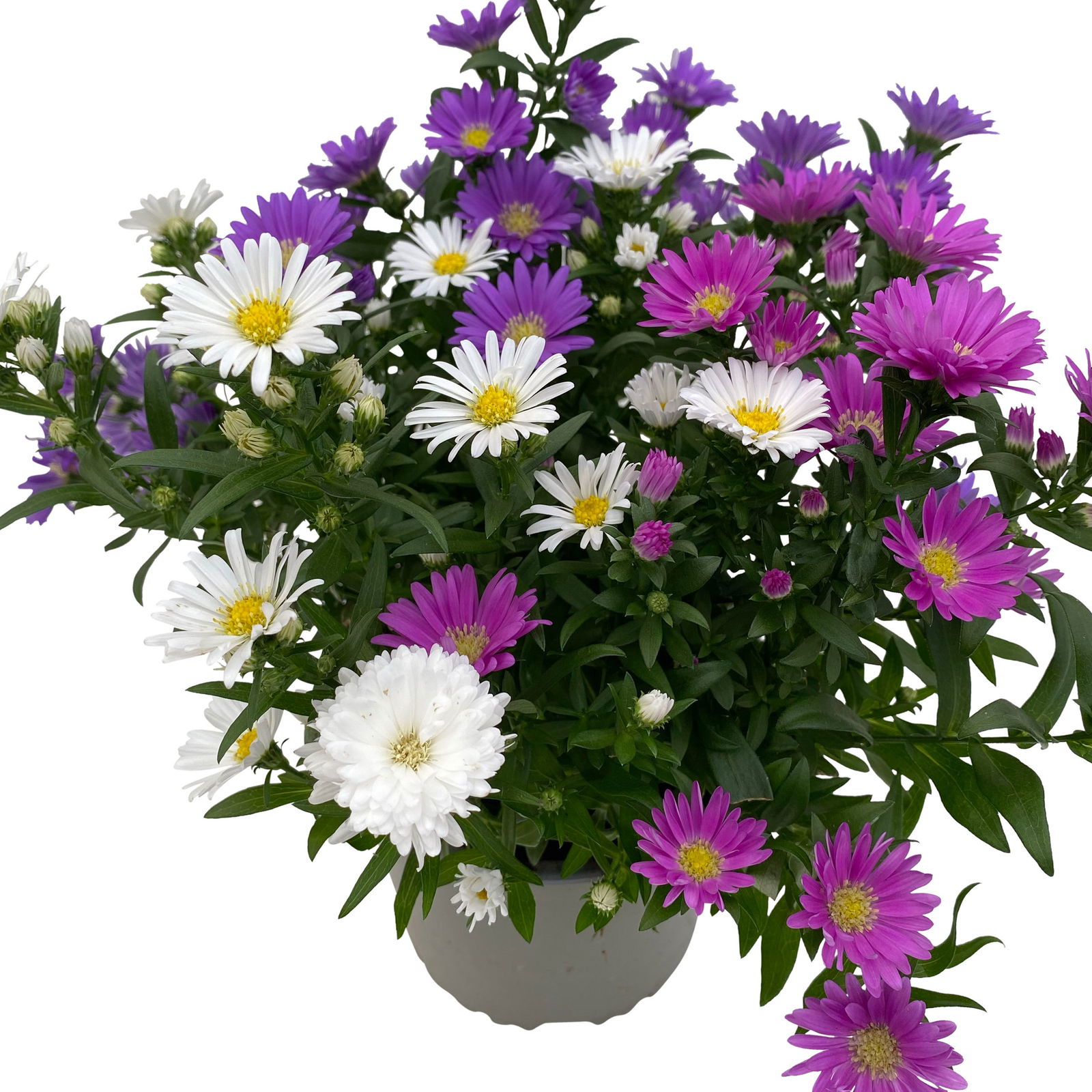 Aster novi-belgii 'Trio' weiß-rosa-blau, Topf-Ø 12 cm, 6er-Set