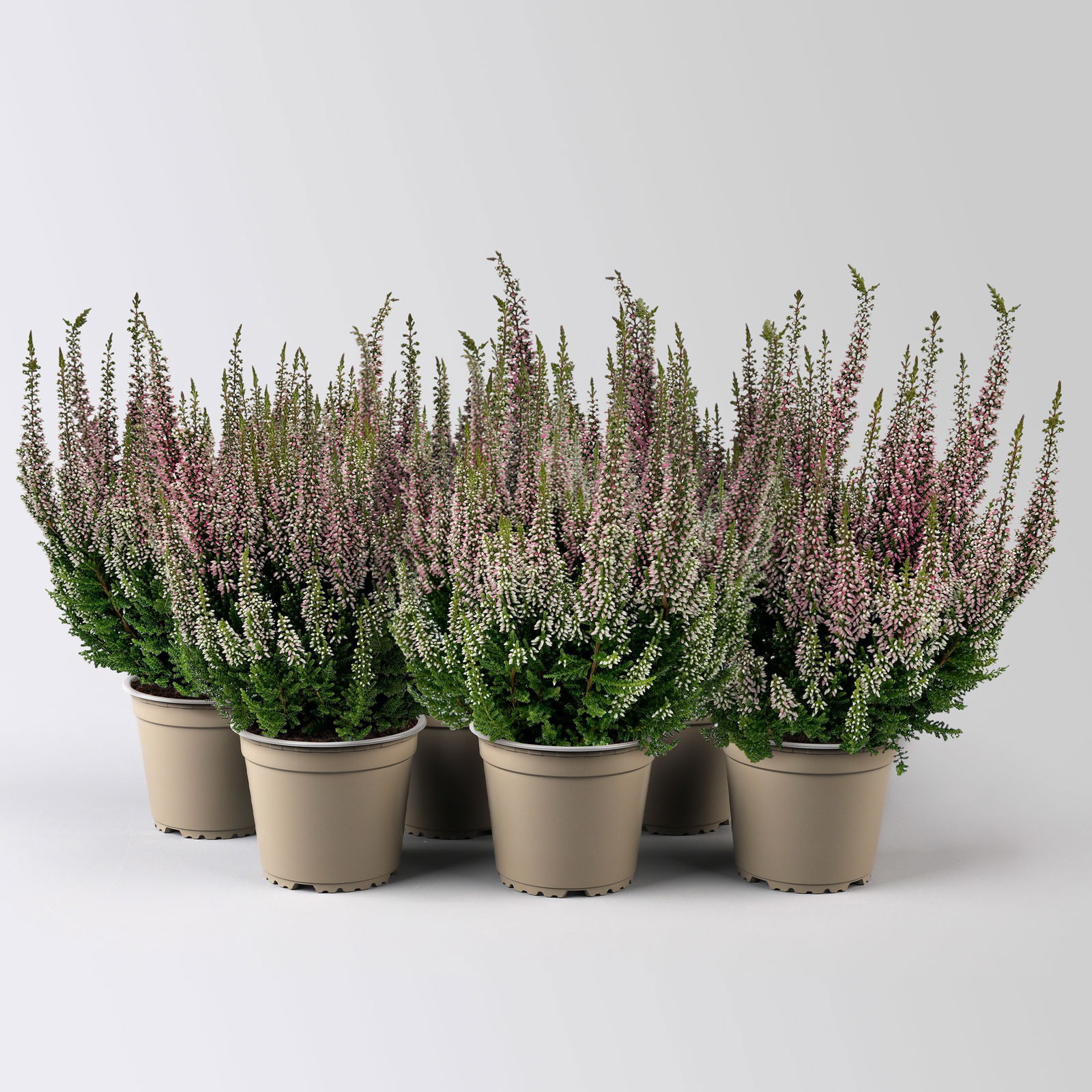 Calluna 'First Ladies®' rosa, Topf-Ø 11 cm, 6 Stück