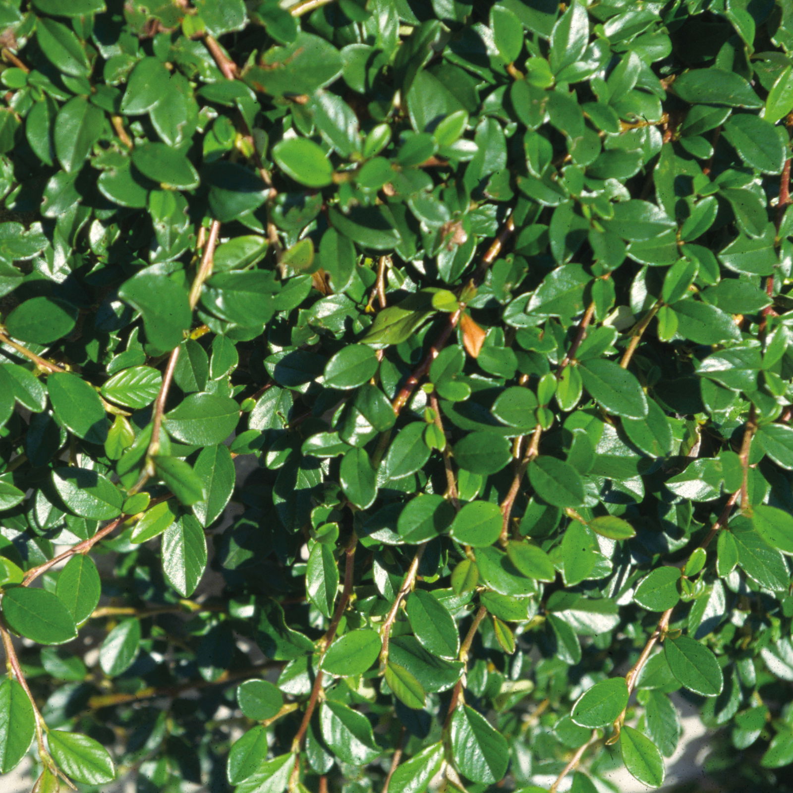 Cotoneaster dammeri 'Radicans', Topf-Ø 9 cm, 12er-Set