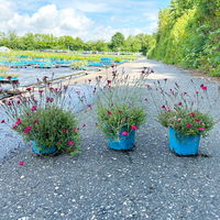 Bio Dianthus deltoides rot, Topf-Ø 11 cm, 3er-Set