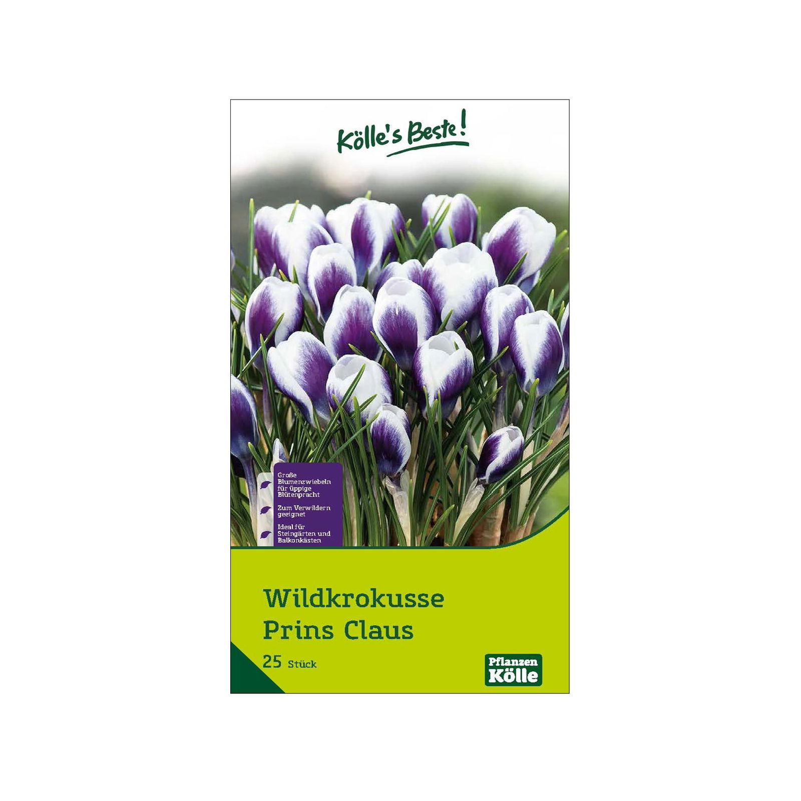 Botanische Krokusse 'Prins Claus', violett, weiß, Größe 5/7, 20 Blumenzwiebeln