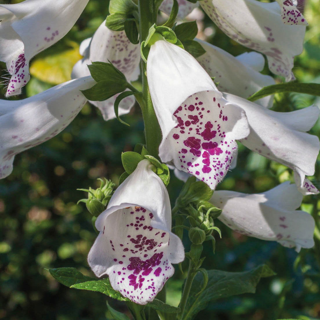 Garten-Fingerhut 'Dalmatian White' weiß, Höhe 70-100 cm, Topf 3 Liter