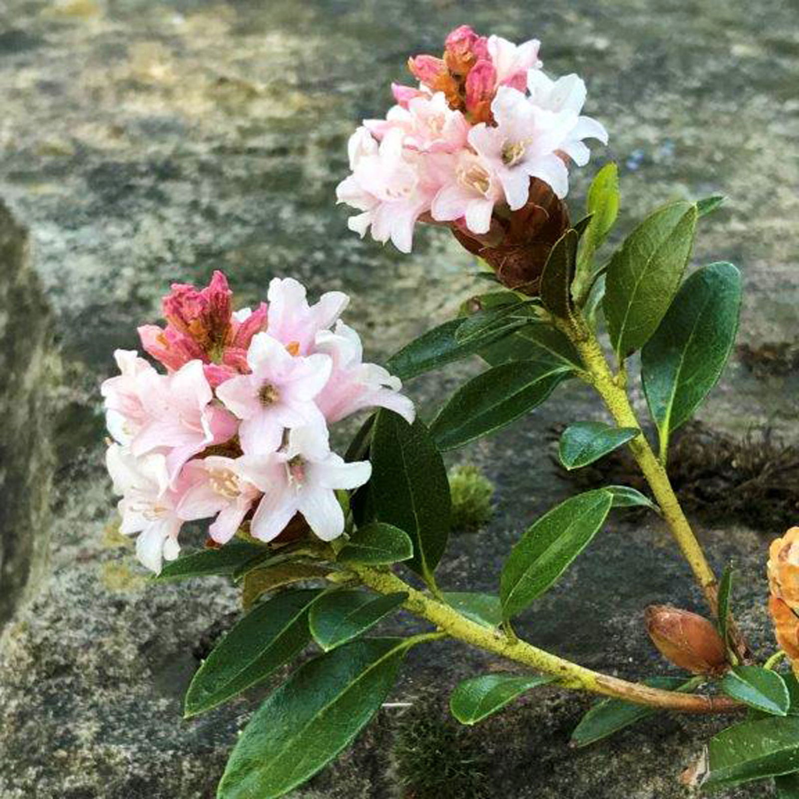 Rhododendron 'Bloombux'® Pink, 6er-Set, Höhe 20-25 cm, Topf 2 Liter