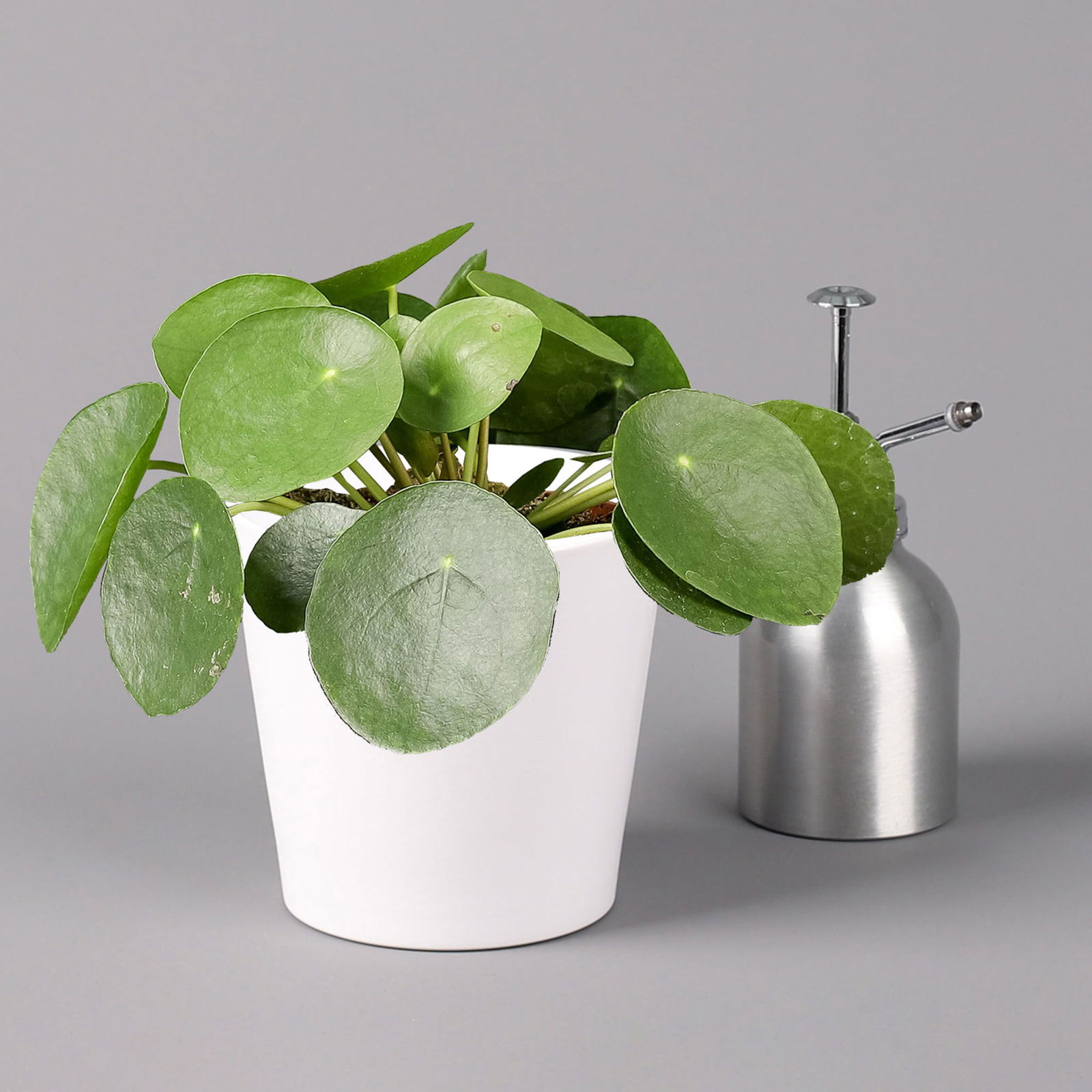 Pilea peperomioides in Topf Dallas weiß, Topf-Ø 12 cm, Höhe ca. 20 cm