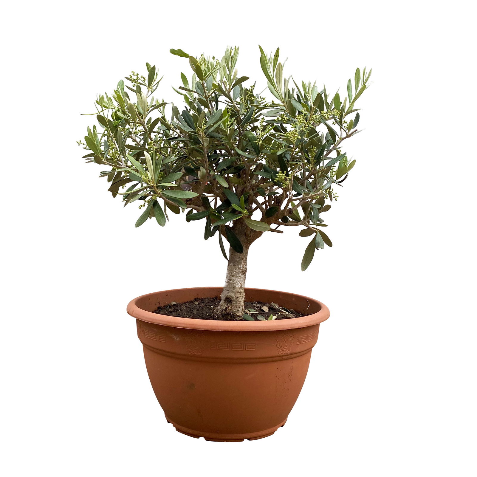 Olivenbaum 'Bonsai', Schalen-Ø 25 cm, Höhe ca. 40 cm