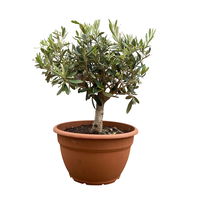 Olivenbaum 'Bonsai', Schalen-Ø 25 cm, Höhe ca. 40 cm