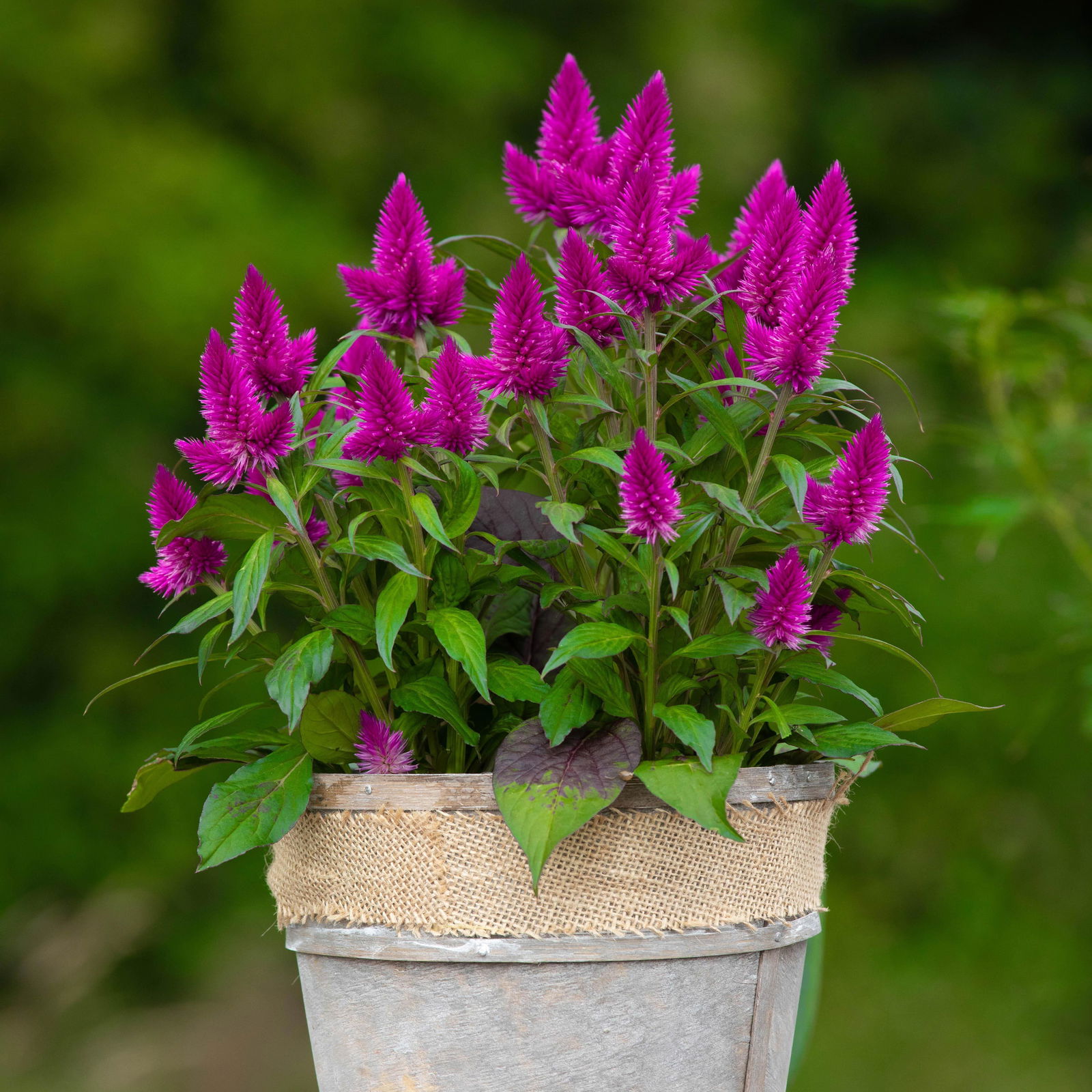 Federbusch, Silber-Brandschopf, Celosia argentea 'DeepPurple'