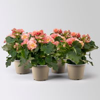 Begonie elatior 'Hailey Sunset®' apricot, Topf-Ø 14 cm, 4er-Set