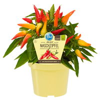 Blu Bio Paprika 'Naschzipfel', mild, Topf-Ø 12 cm, 3er-Set