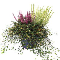 Knospenheide Mix mit Mühlenbeckia, Topf-Ø 17cm, 2er-Set