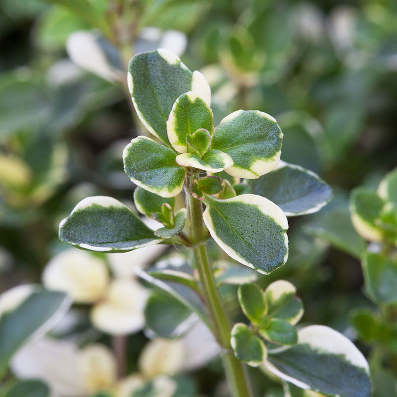 Thymian 'Foxley', Kölle Bio, 12cm Topf, frisch aus unserer Bio-Gärtnerei