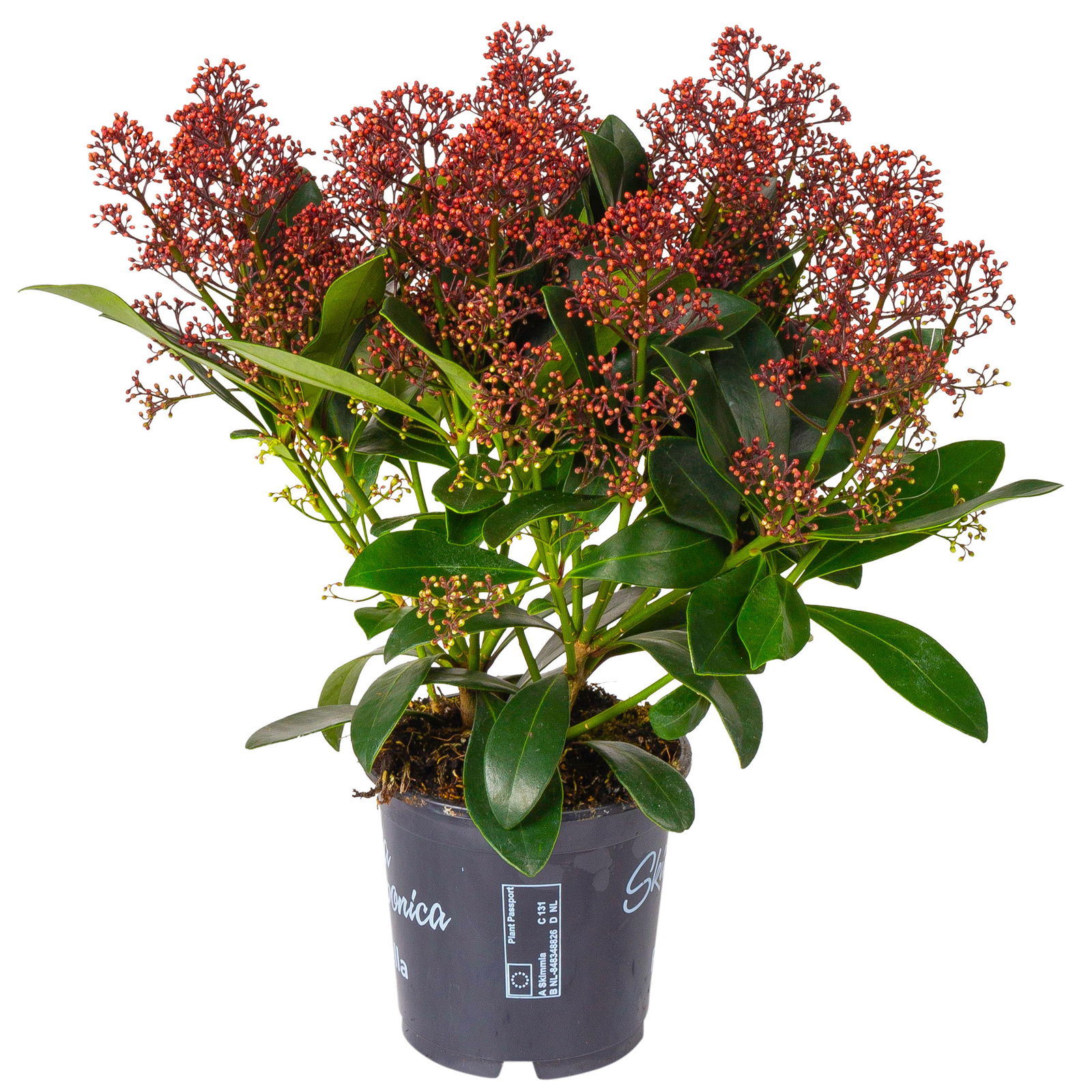 Blütenskimmie ‘Rubella’, Skimmia japonica, rot, 2er Set, Topf 13 cm Ø