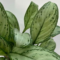 Aglaonema 'Maria Christina', mit Übertopf Dallas weiß, Topf-Ø 12 cm