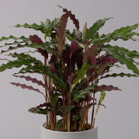 Korbmarante, Goeppertia rufibarba 'Elger Grass' syn.Calathea, Topf-Ø 17 cm