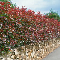 Glanzmispel 'Red Robin', Photinia x fraseri, 5er-Set, Spalier 130 x 90 cm