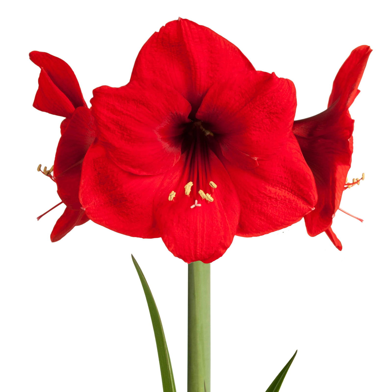 Gewachste XL-Amaryllis- Zwiebel, rote Blüte, Dekor 'Superior Pink'