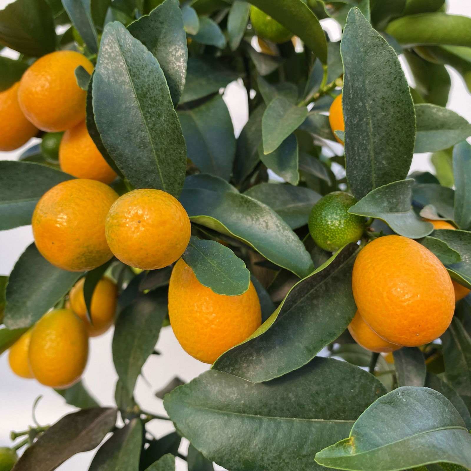 Kumquat, Stamm, Topf-Ø 22 cm