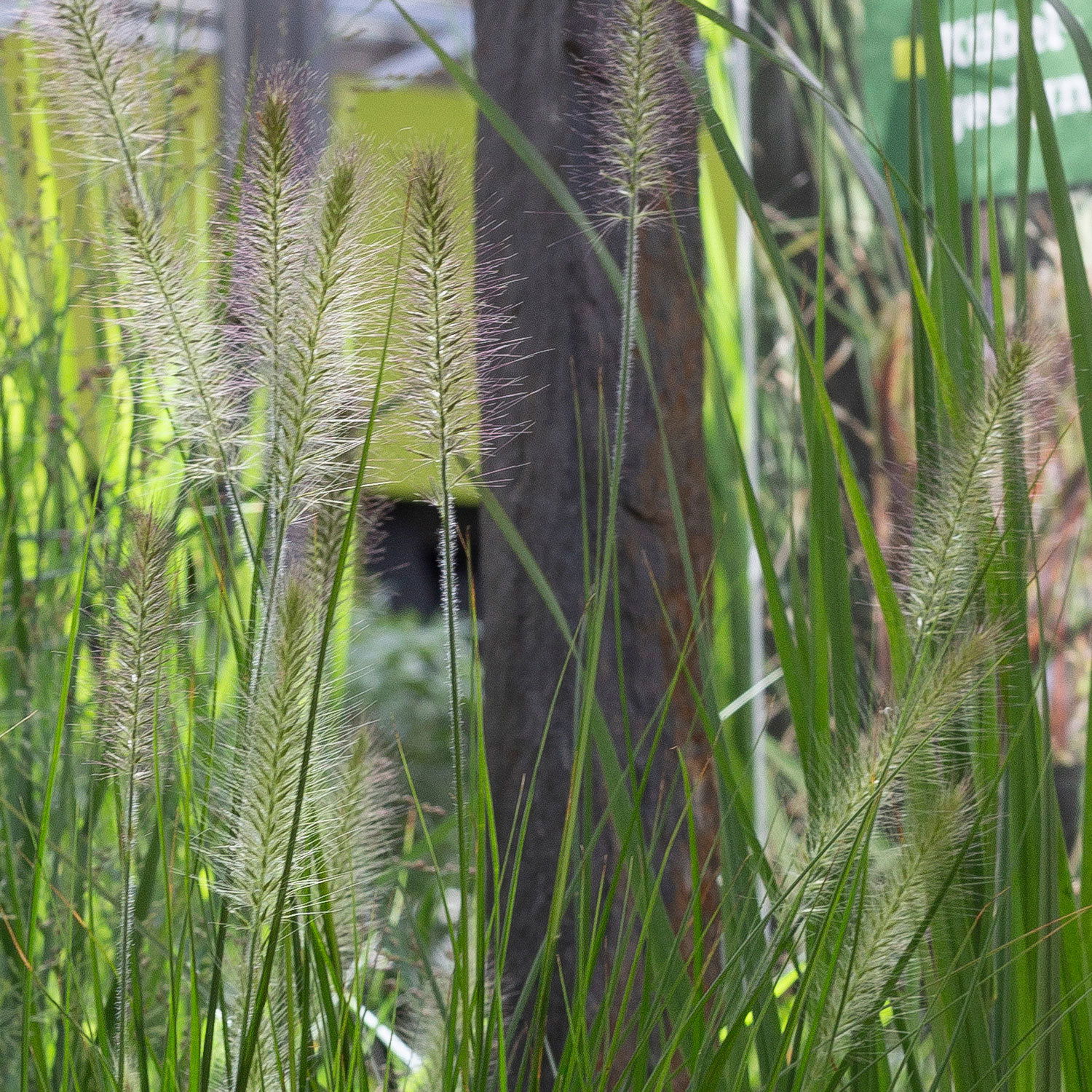 Kölle's Beste Lampenputzergras 'Hameln', 19 cm Topf