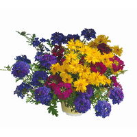 Sommerblumen Mix TrioMio™ bunt, Mix zufällig, Topf-Ø 12 cm, 6er-Set