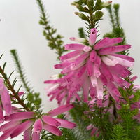 Pflanzenkreation Herbstromantik rosa-weiß, 5 Pflanzen inkl. Erde & Dünger