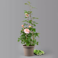 Duftende Edelrose 'Augusta Luise®', rose-aprikot, Doppelbogen, Topf 7,5 Liter