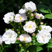 Ramblerrose 'Perennial Blush', hellrosa - weiß, Topf 5 Liter