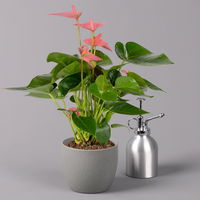 Flamingoblume 'Pink Champion', Topf-Ø 12 cm, Höhe ca. 35 cm, 3er-Set