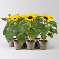 Sonnenblume 'Sunsation'® gelb, Topf-Ø 12/13 cm, 6er-Set