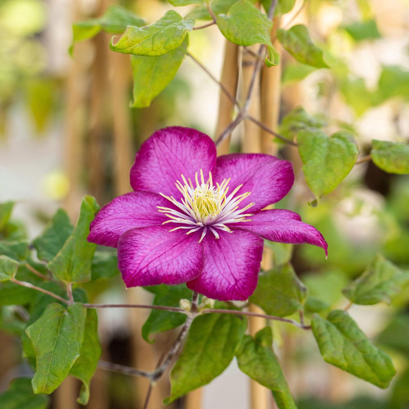 Clematis 'Ville de Lyon', purpurrot, 2er-Set, Topf 2 Liter