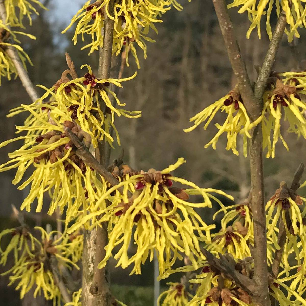 Hamamelis x intermedia 'Arnold Promise', Höhe 60-80 cm, Topf 7,5 Liter