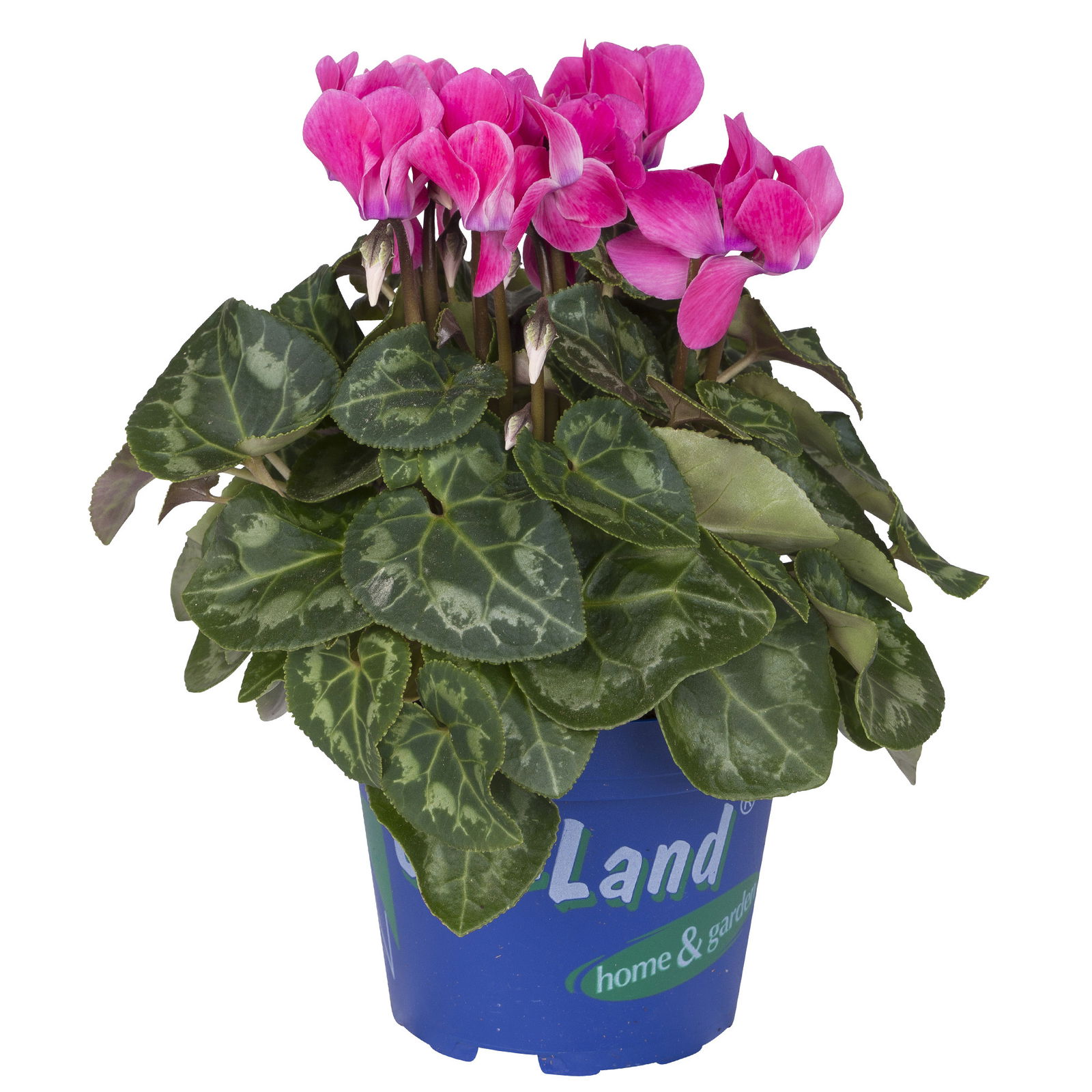 Alpenveilchen 'Outland', rosa, Topf-Ø 10,5 cm, 6er-Set