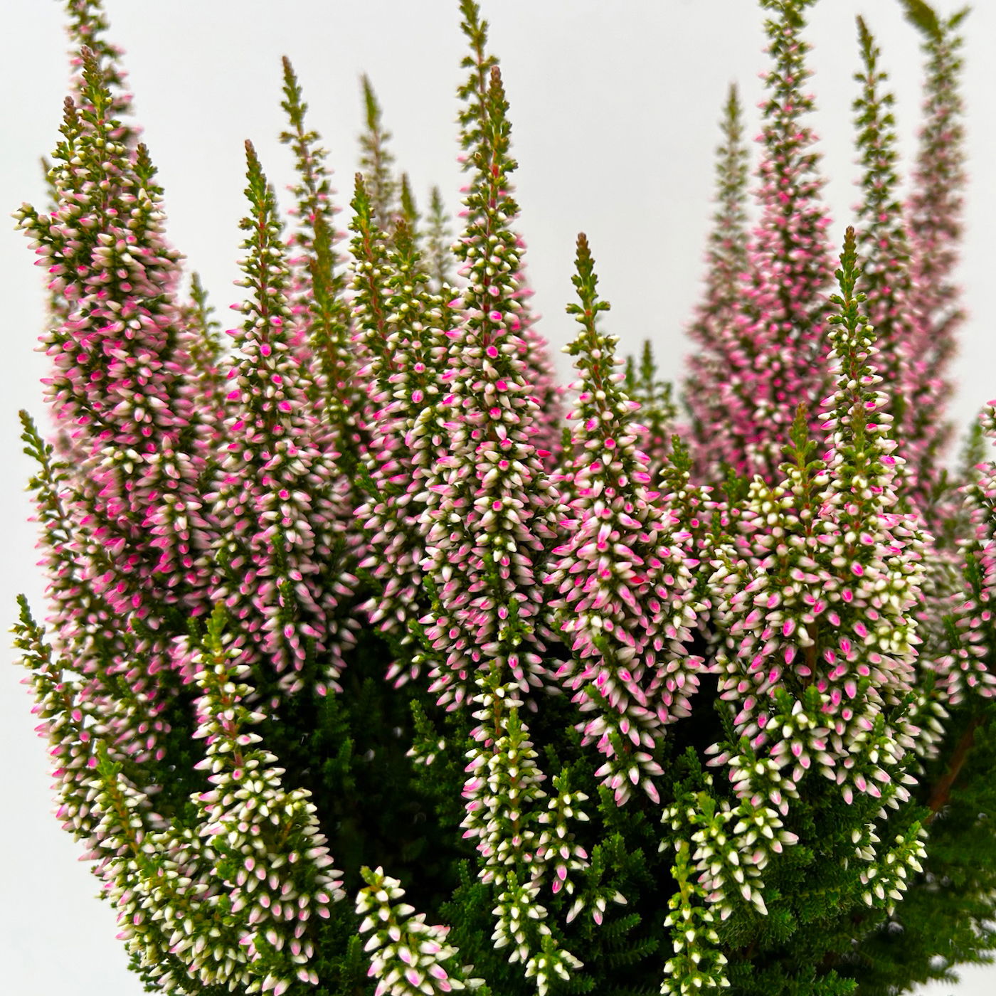 Calluna 'First Ladies®' rosa, Topf-Ø 11 cm, 6 Stück