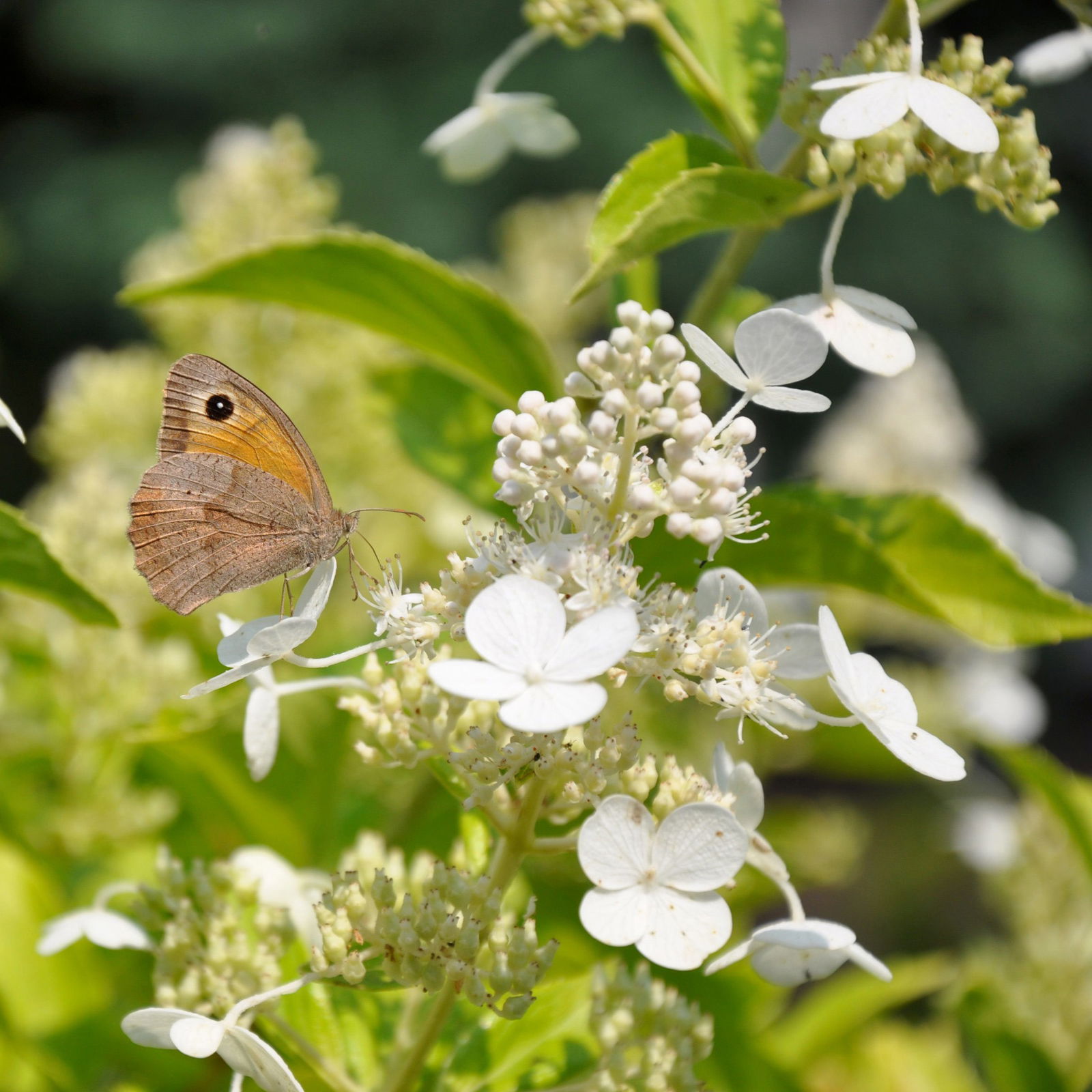 Kölle's Beste Rispen-Hortensie 'Kyushu' (Hydrangea paniculuata 'Kyushu') im 5 lt. Topf