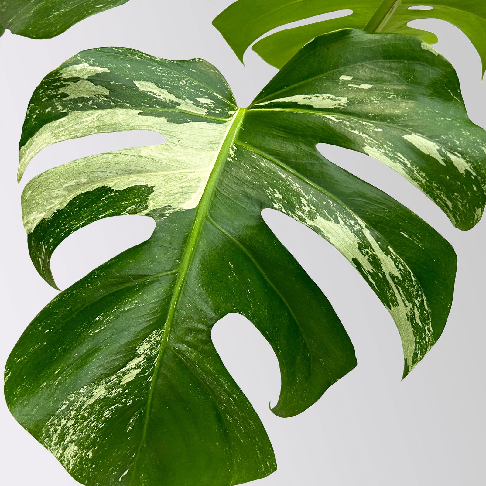 Monstera 'Variegata', grün-weiß panaschiert, Topf-Ø 15 cm, Höhe ca. 45 cm