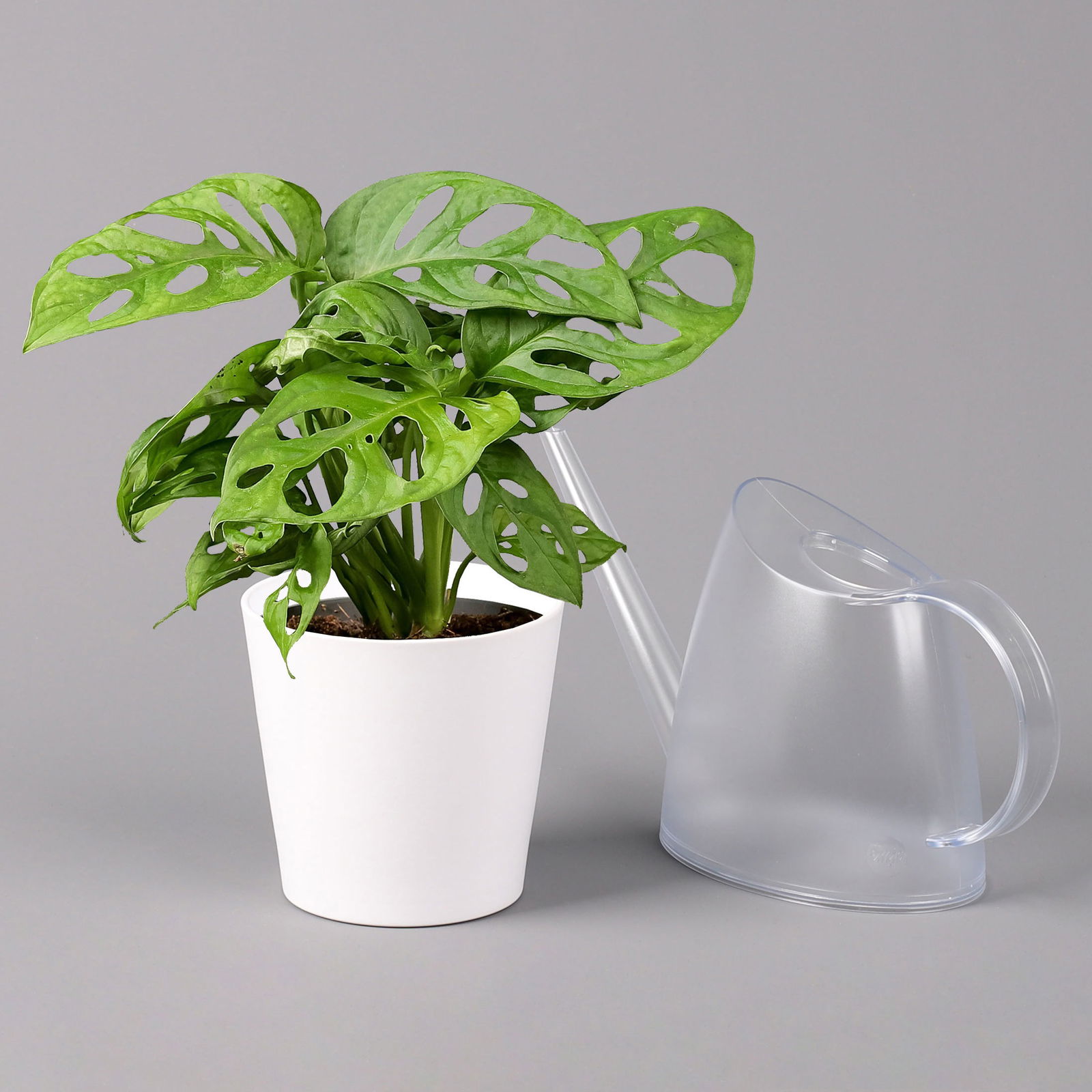 Monstera adansonii mit Keramiktopf weiß, Topf-Ø 12 cm, Höhe ca. 25 cm, 2er-Set