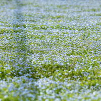 Isotoma fluviatilis hellblau, Topf-Ø 12 cm, 3er-Set