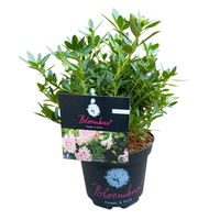 Rhododendron 'Bloombux'® Pink, 6er-Set, Höhe 20-25 cm, Topf 2 Liter