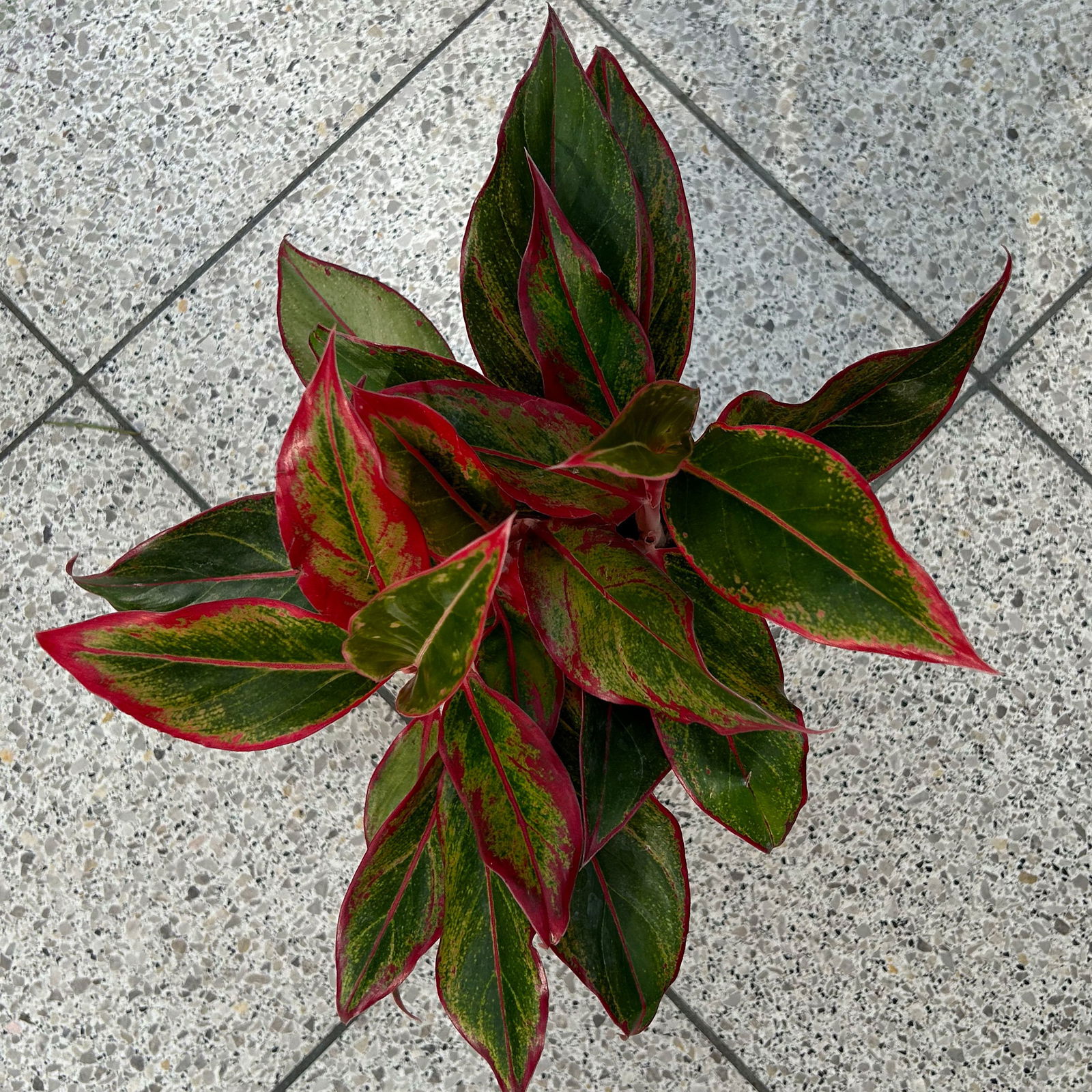 Aglaonema 'Crete', mit Übertopf Dallas weiß, Topf-Ø 12 cm