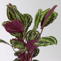 Calathea 'Medaillon', Topf-Ø 19 cm, Höhe ca. 60-80 cm