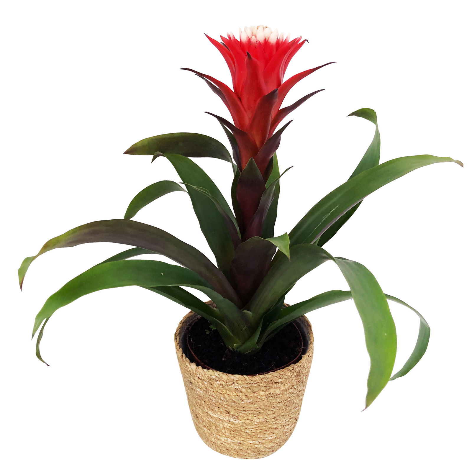 Guzmania 'Hope', rot-weiß, Topf-Ø 13 cm, mit Korb Maki, Höhe ca. 45 cm