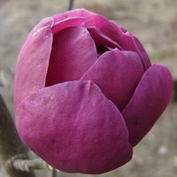 2er-Set Magnolien 'Besonderheiten Purpurrot' 'Black Tulip'®, 'Genie'®, Höhe 40-60 cm, im 5 Liter Topf