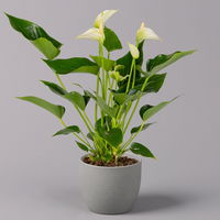 Flamingoblume 'White Champion', Topf-Ø 12 cm, Höhe ca. 35 cm, 3 Pflanzen