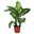 Dieffenbachia Art Super tropic