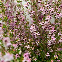 Erica sparsa bunt, Farbe nach Verfügbarkeit, Topf-Ø 12cm, 6er-Set