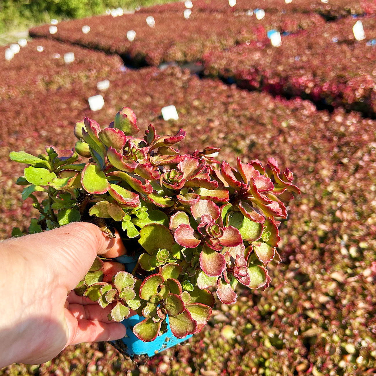 Fetthenne 'Fuldaglut' rot, Topf-Ø 9 cm, 3er-Set