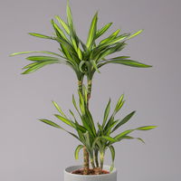 Duftender Drachenbaum 'Riki', Topf-Ø 19 cm, Höhe ca. 90 cm