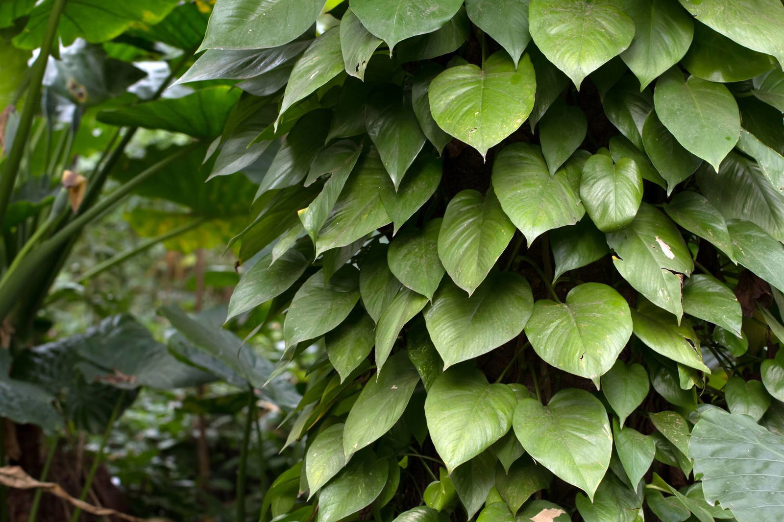 Philodendron