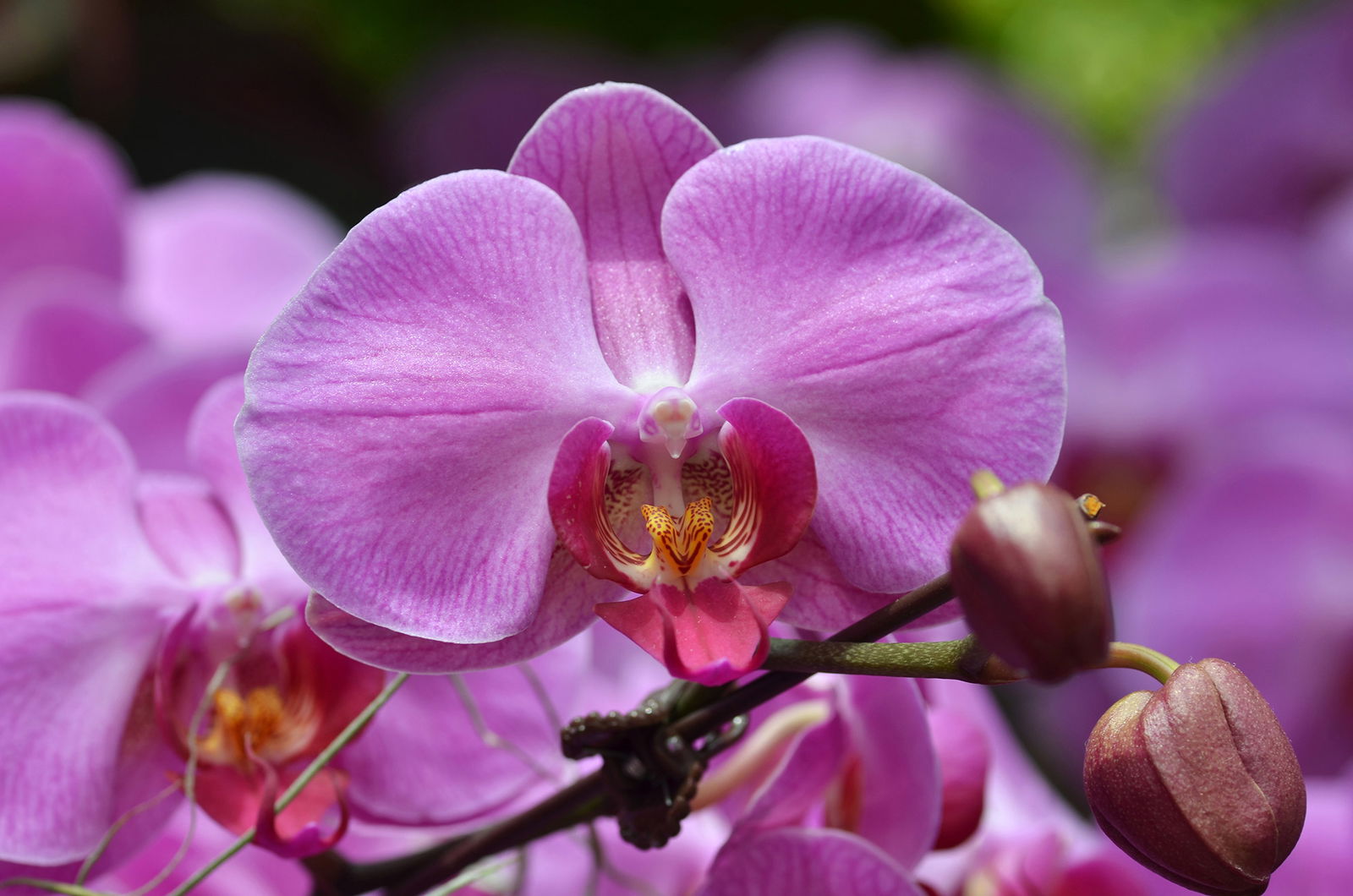 Orchidee